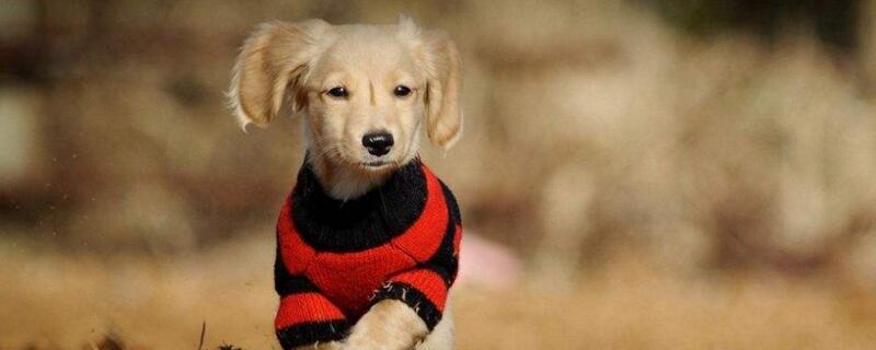 金毛幼犬怎么喂养
