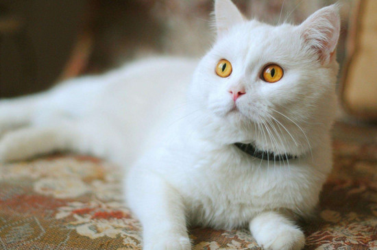 母猫怀孕多久能看出来
