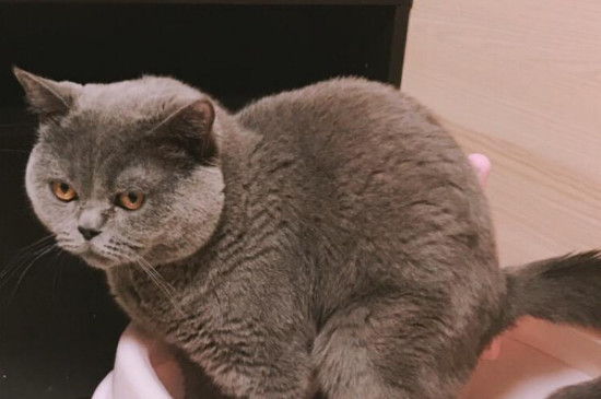 猫会帮主人埋屎吗