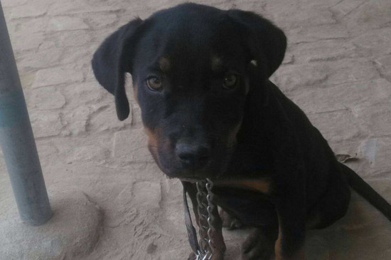 罗威纳犬怎么喂养