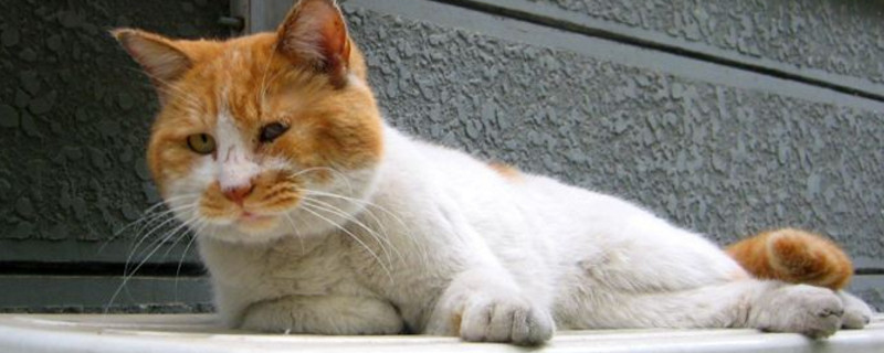 猫咪绝育后吃什么