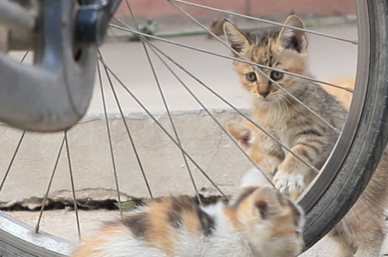 小猫多久可以洗澡