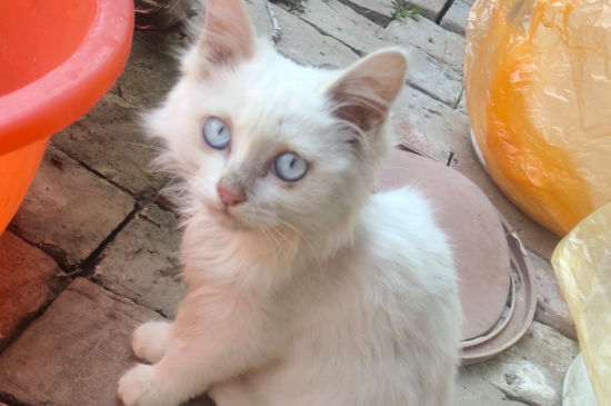 养猫费钱吗