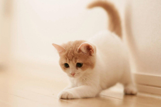 猫夏天在室内会中暑吗