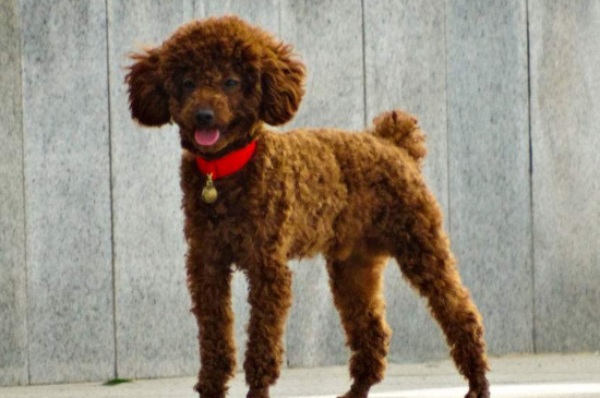 泰迪犬便秘怎么办