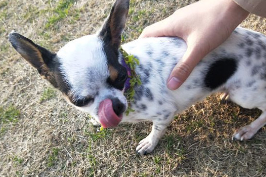 狗能吃猪蹄吗