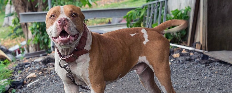 十大猛犬排行榜，全球十大凶犬排名
