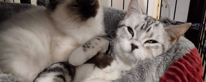 猫藓反复发作怎么办