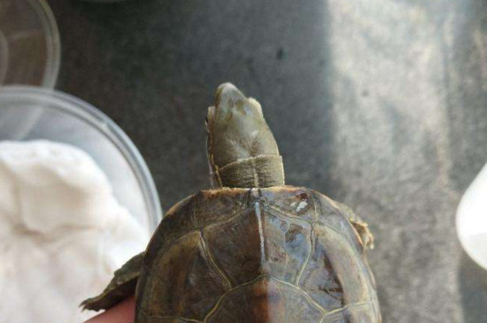 草龟龟壳烂了怎么办