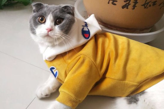 猫要生产前有什么症状