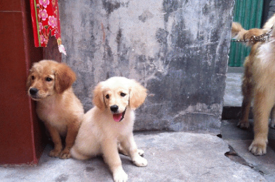 两个月幼犬吃多少狗粮