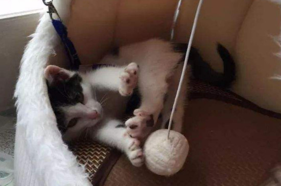 猫的寿命怎么算
