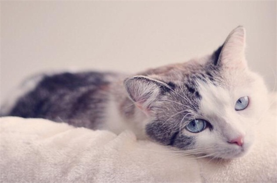 如何判断母猫怀孕