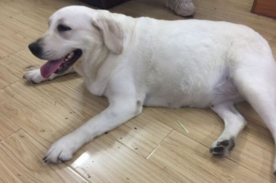 狗狗可以吃青苹果吗