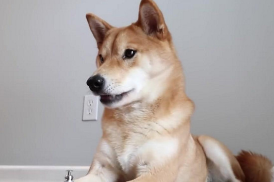 柴犬肠胃不好怎么调理