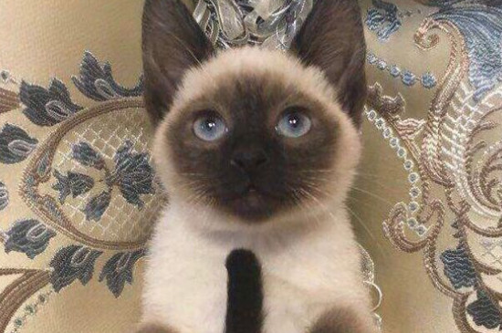 猫洗澡后不吹干的危害