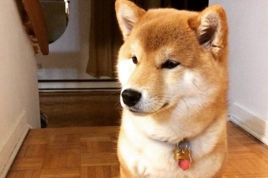 柴犬体味重吗，不太重但要定期做清洁护理