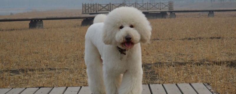 养巨型贵宾犬花费大么