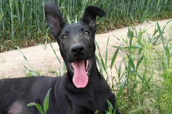 黑熊犬和黑狼犬哪个凶