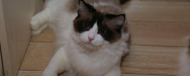 猫咪喜欢主人的表现有哪些