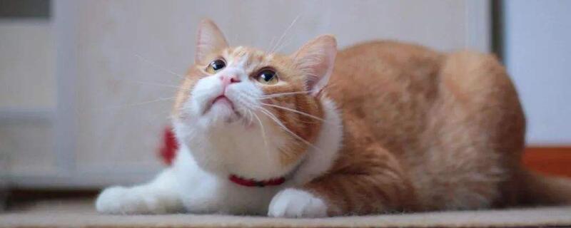 猫可以喝酸奶嘛