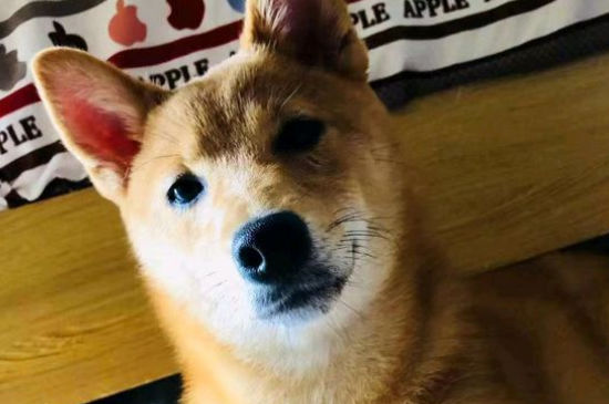 狗狗得细小不行的征兆
