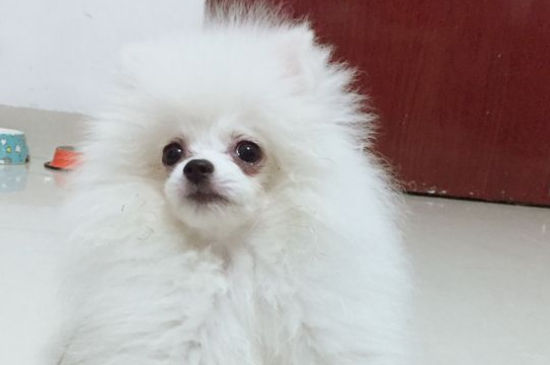 狗的脚骨折了