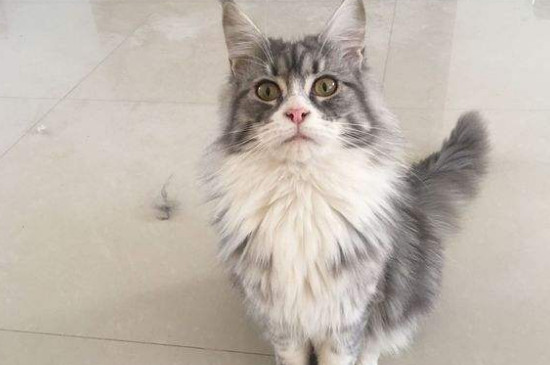 缅因猫认主人吗
