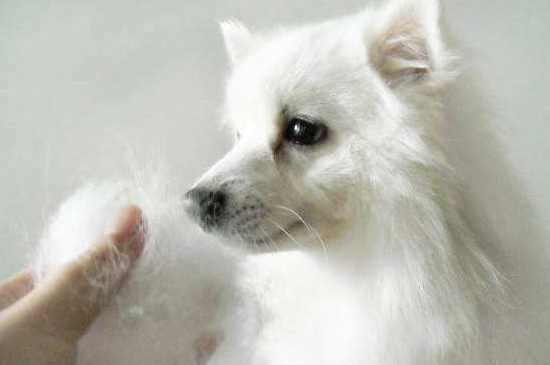 狗狗掉毛怎么办