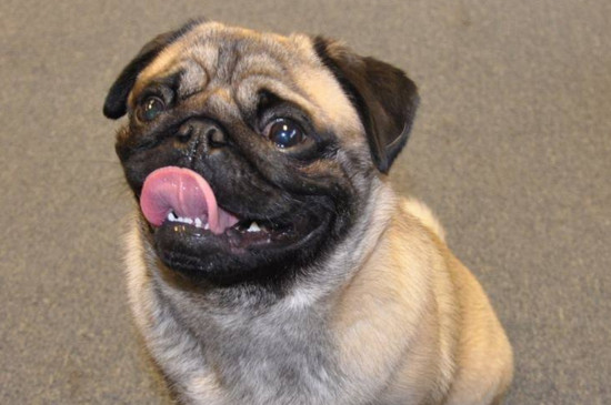 养巴哥犬的好处