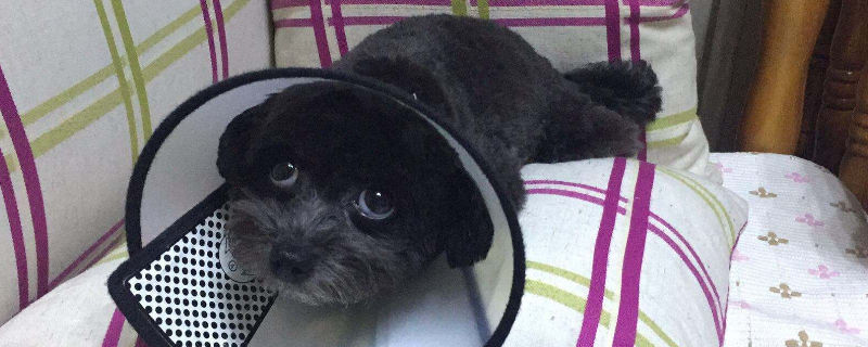 狗上吐下泻怎么回事