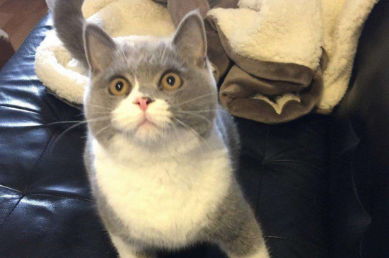 猫喘气声音很粗