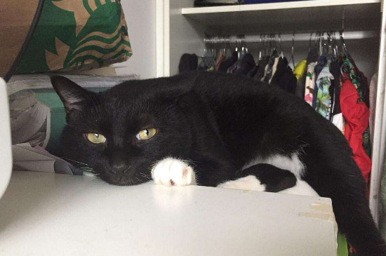 奶牛猫为什么很凶，奶牛猫很凶不听话怎么办