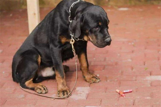 狗和狗能相互说话吗