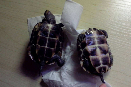 小乌龟怎么分公母