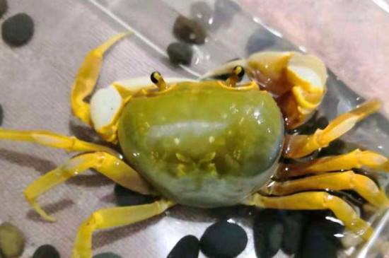 吃螃蟹可以吃韭菜吗