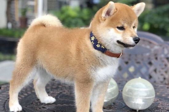 柴犬肠胃不好怎么调理