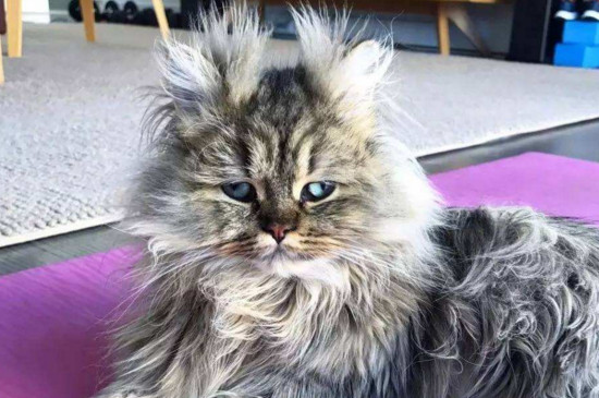 猫耳朵发红