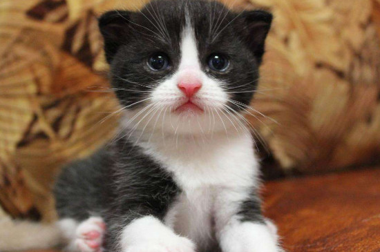 猫喷香水会中毒吗，给猫喷了香水后怎么办