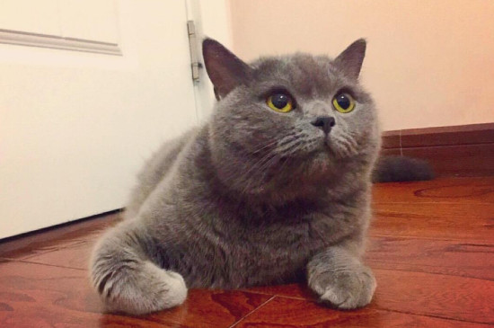 蓝猫为什么叫蓝猫