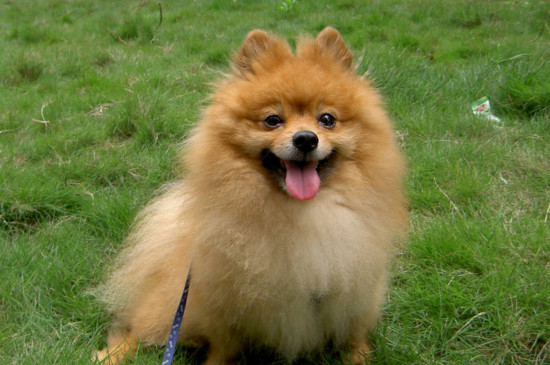养博美犬要注意什么