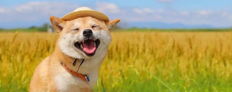 狗狗狼嚎表示什么情况