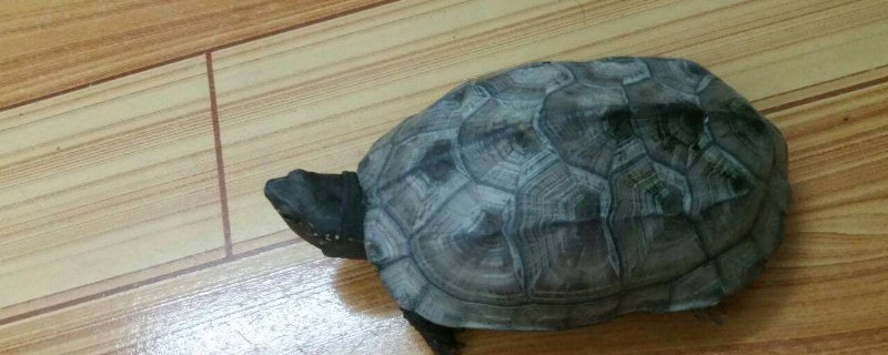 捡的乌龟为什么不能养