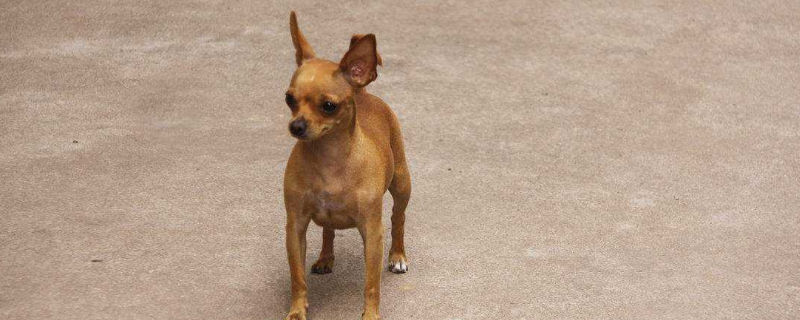 小鹿犬一天大便几次