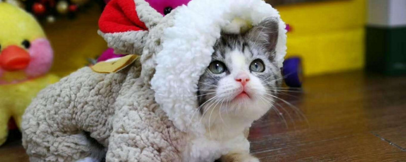 美短和蓝猫配种长啥样