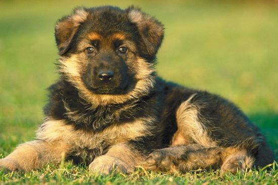 犬瘟狗狗抽搐能自愈吗
