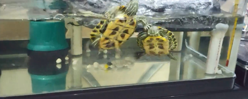 清理龟缸粪便妙招