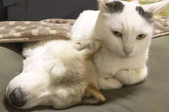猫咪有黑色鼻屎正常吗