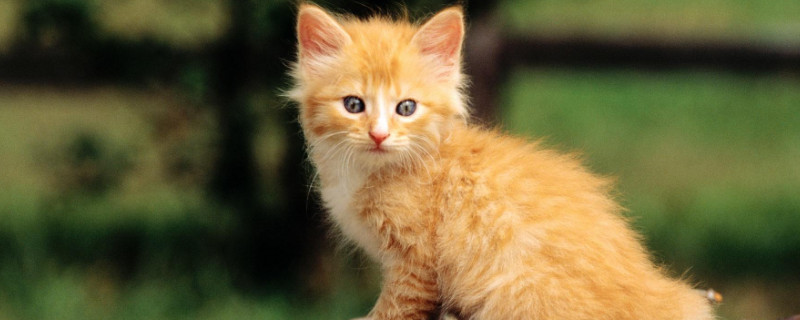 为什么淘宝的猫才20元，淘宝上20元的活体猫是真的吗