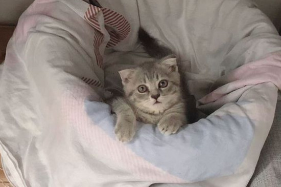 怎么才能知道猫认主人